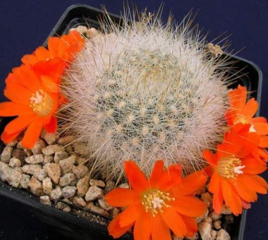 Rebutia_huarinensis